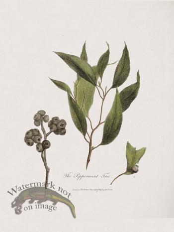 23 New Holland Caffowary